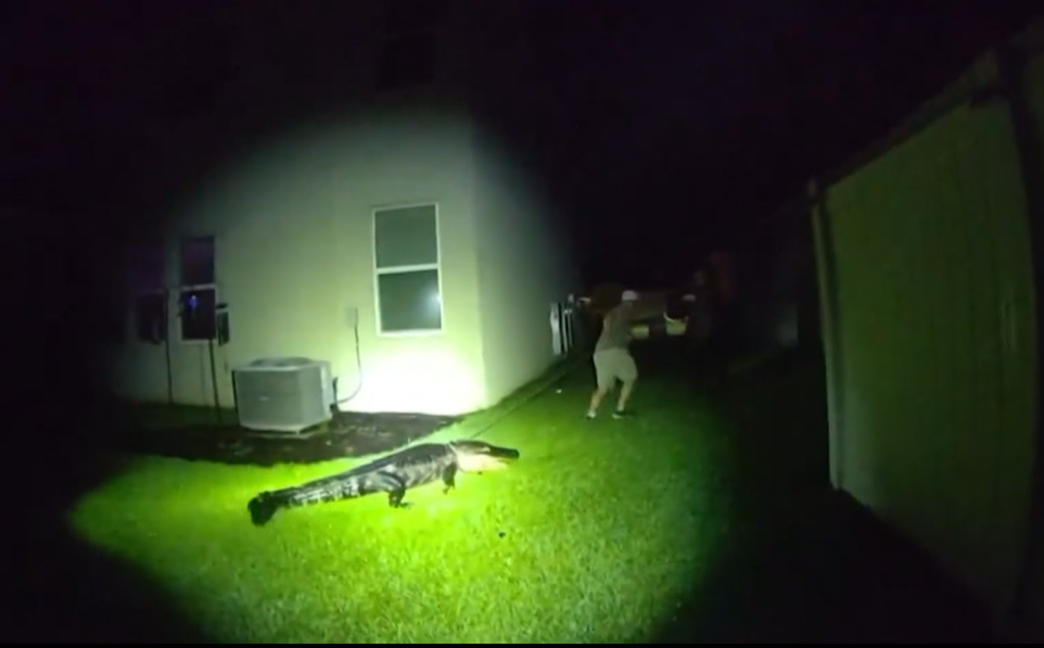 Vídeo: Jacaré de mais de 2 metros invade casa na Flórida e ataca policiais