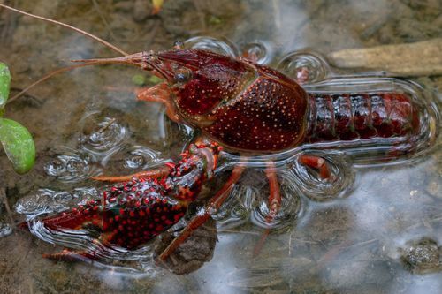 Lagostim-vermelho na areia de praia