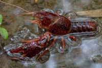 A descoberta de duas fêmeas de lagostim em uma praia de Belém marcou o primeiro registro dessa espécie invasora no bioma da Amazônia