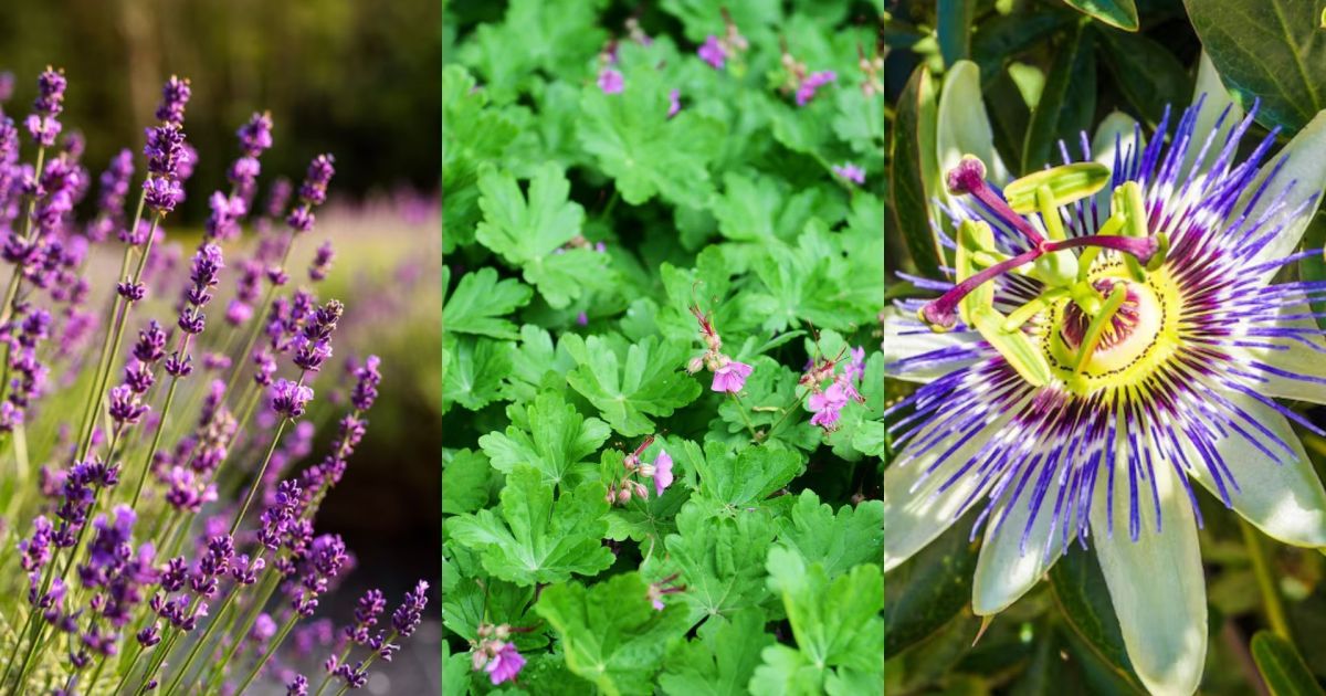 Entenda os nomes exóticos para ervas e flores famosas por causarem relaxamento