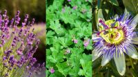 Entenda os nomes exóticos para ervas e flores famosas por causarem relaxamento