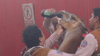 Vídeo: Dançarinos causam revolta ao dar cerveja a lhama no Peru