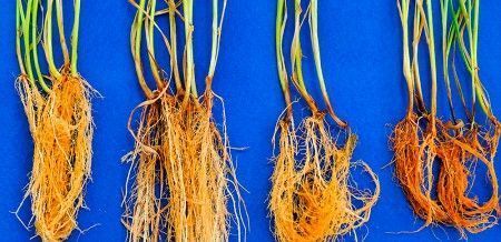Lesões provocadas nas raízes pelo B. sorokiniana: da esquerda para a direita, plantas sem sintomas, com lesões leves, moderadas e severas (fotos: Caroline Sayuri Nishisaka/Embrapa)