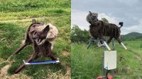 Lobos monstruosos e monitoramento 24h: como o Japão está enfrentando o problema com ursos