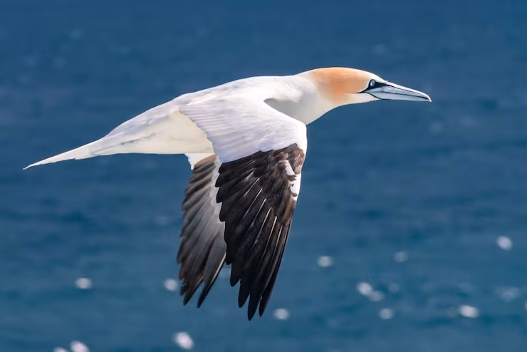 Pássaro do Atlântico Norte tem estrutura corporal que permite mergulho no mar a 86 km/h sem quebrar o pescoço