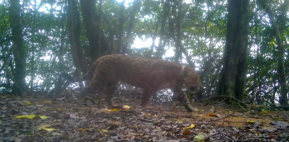 Onça-pintada resgatada em Foz do Iguaçu se adapta à vida livre