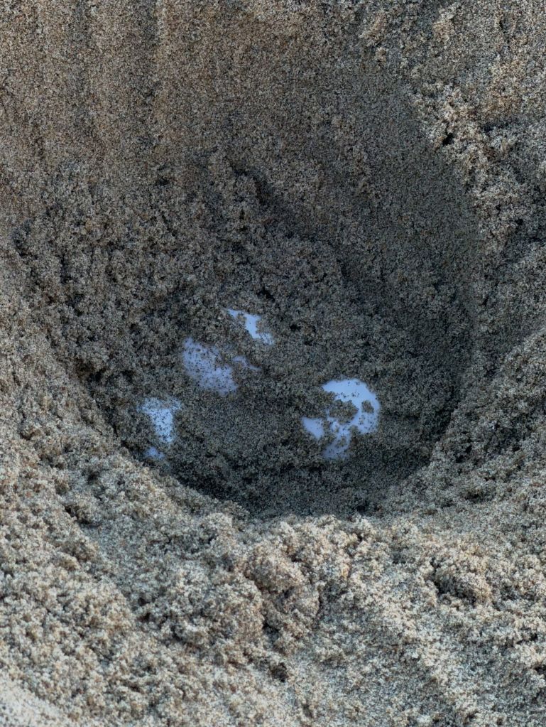 Ovos das tartarugas-oliva escondidos em praia na Califórnia