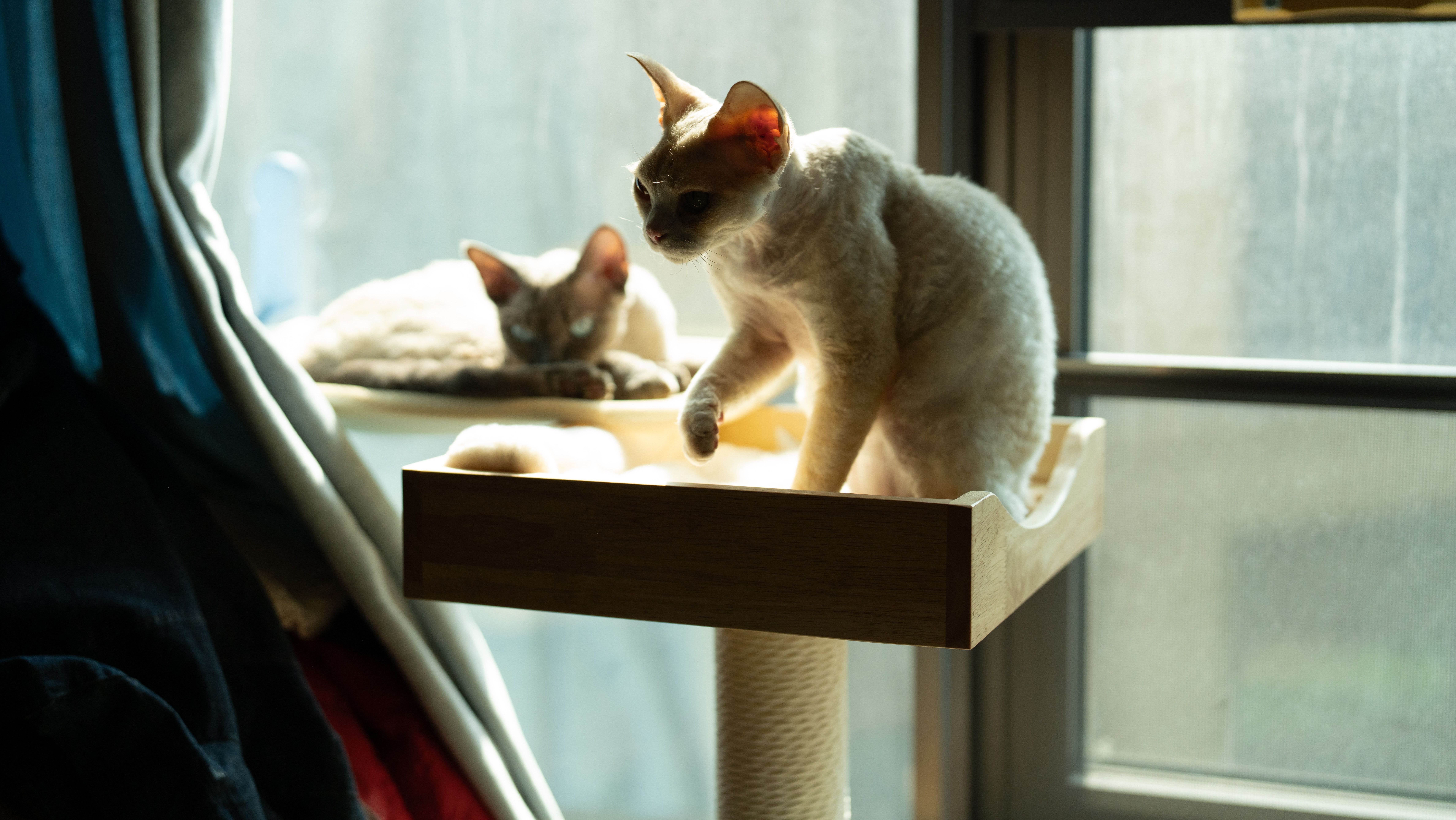 Espaços elevados, brinquedos e um lugar próximo à janela podem combater o tédio dos gatos • Pexels