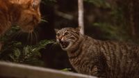 Síndrome do tigre: o distúrbio que transforma gatos entediados em "feras agressivas"