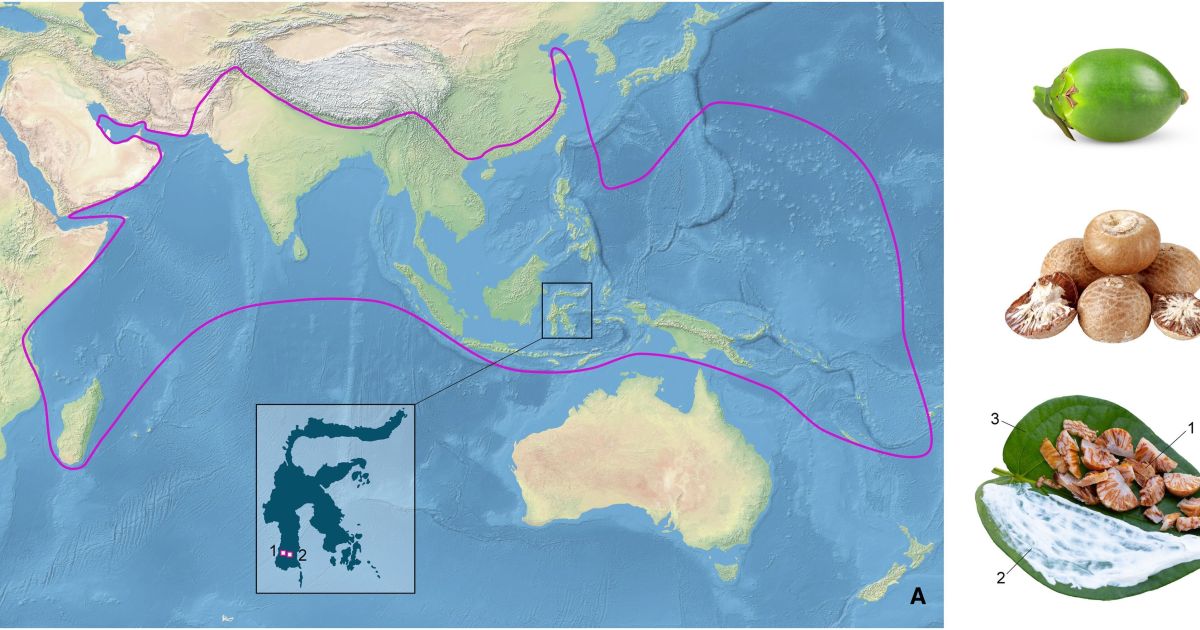 Sulawesi Fossils Show Ice Age Hunters Chewed Areca Nuts