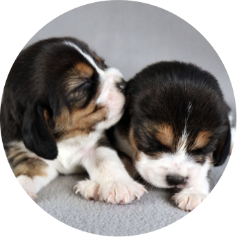 Alfie e Bailey filhotes • Divulgação/Kindred Companion Sciences