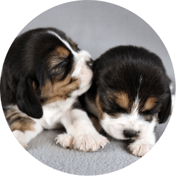 Alfie e Bailey filhotes • Divulgação/Kindred Companion Sciences
