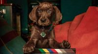 Série "Scooby-Doo: A Origem" tem gravações encerradas, anuncia Netflix
