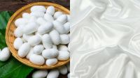 Por que veganos não usam seda? As roupas mais caras do mundo dependem da morte de milhões de larvas