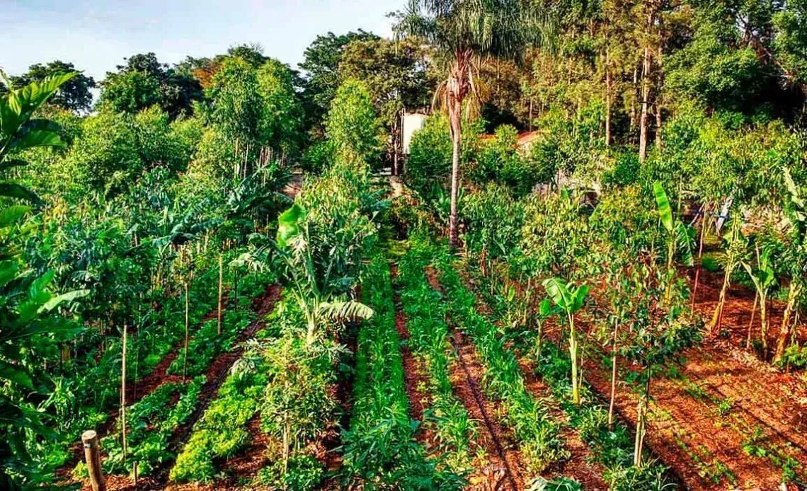 Transformação do agro no Brasil pode exigir até US$ 511 bilhões até 2050