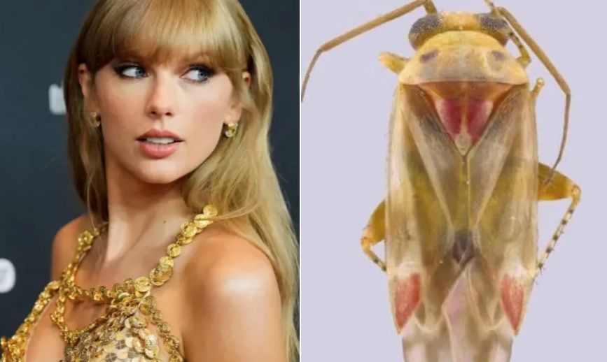 Esta é a Swiftiephylus, nova espécie de inseto em homenagem a Taylor Swift