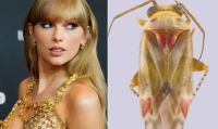 Esta é a Swiftiephylus, nova espécie de inseto em homenagem a Taylor Swift