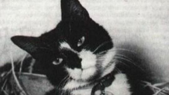 Sam, o gato que desafiou a morte: a incrível história do felino que teria sobrevivido a três naufrágios na 2ª Guerra