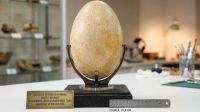 Peter Jackson, diretor de “O Senhor dos Anéis”, compra ovo de 600 anos para tentar “ressuscitar” ave gigante que foi extinta
