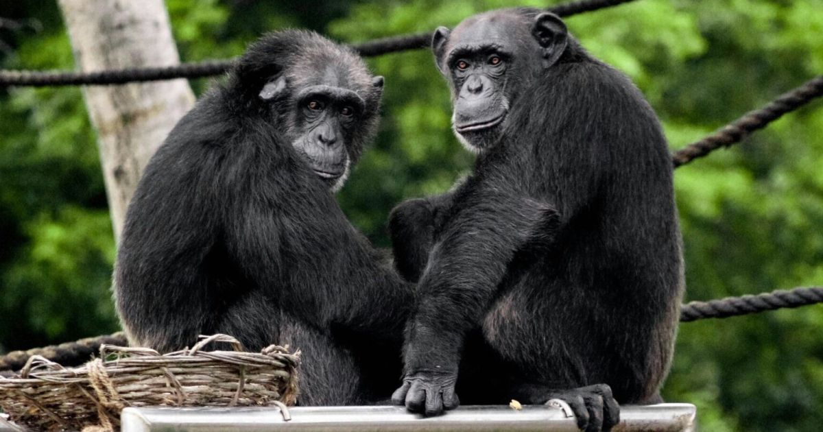 Chimpanzés em comportamento social no Uganda, observados durante pesquisa