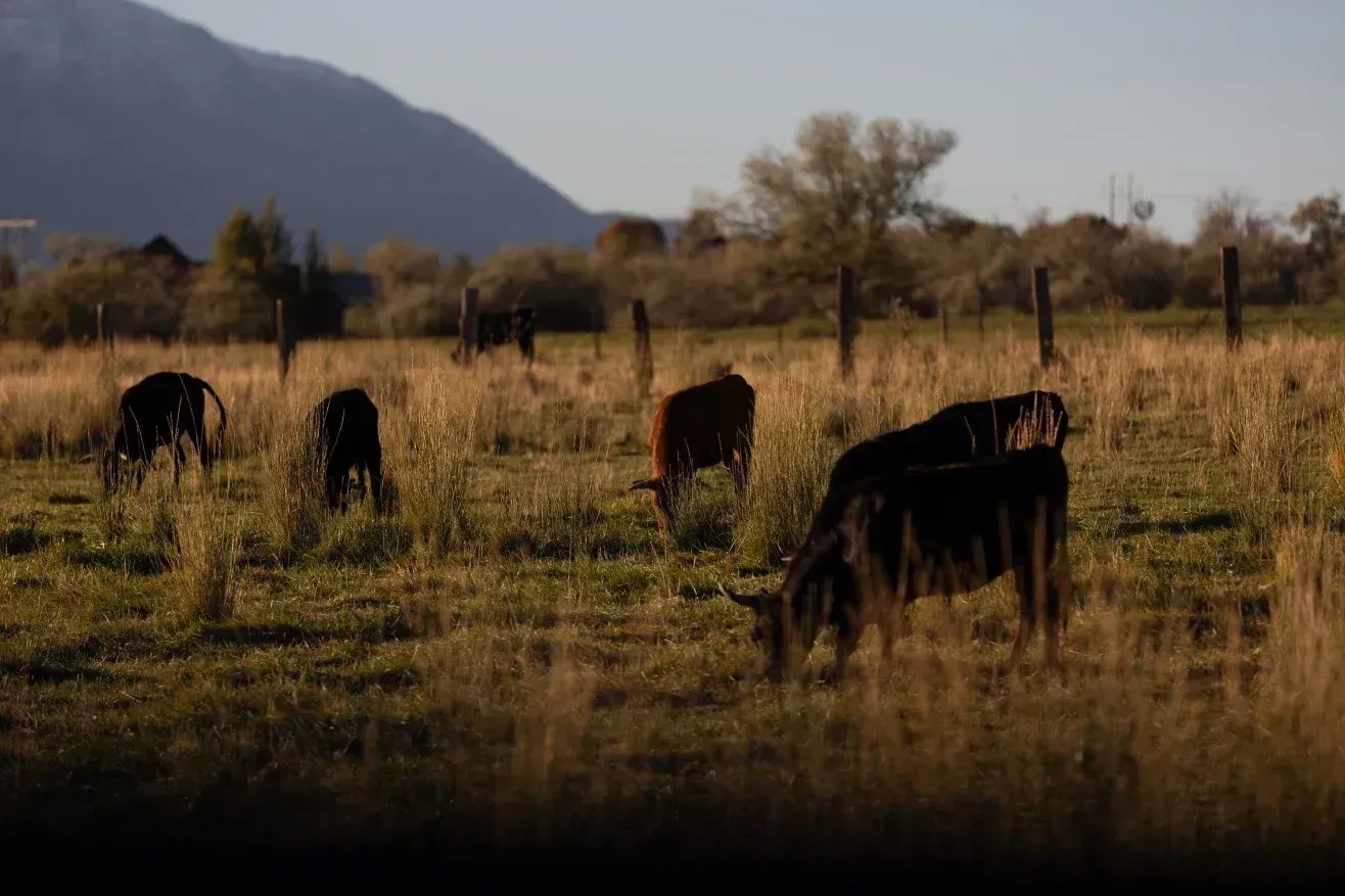 Vacas pastam em um campo no Vale de Utah, Utah • Julie Leopo para a ProPublica