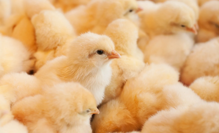 Autorização contempla animais de um dia e ovos férteis, produtos utilizados na formação e na expansão de plantéis
