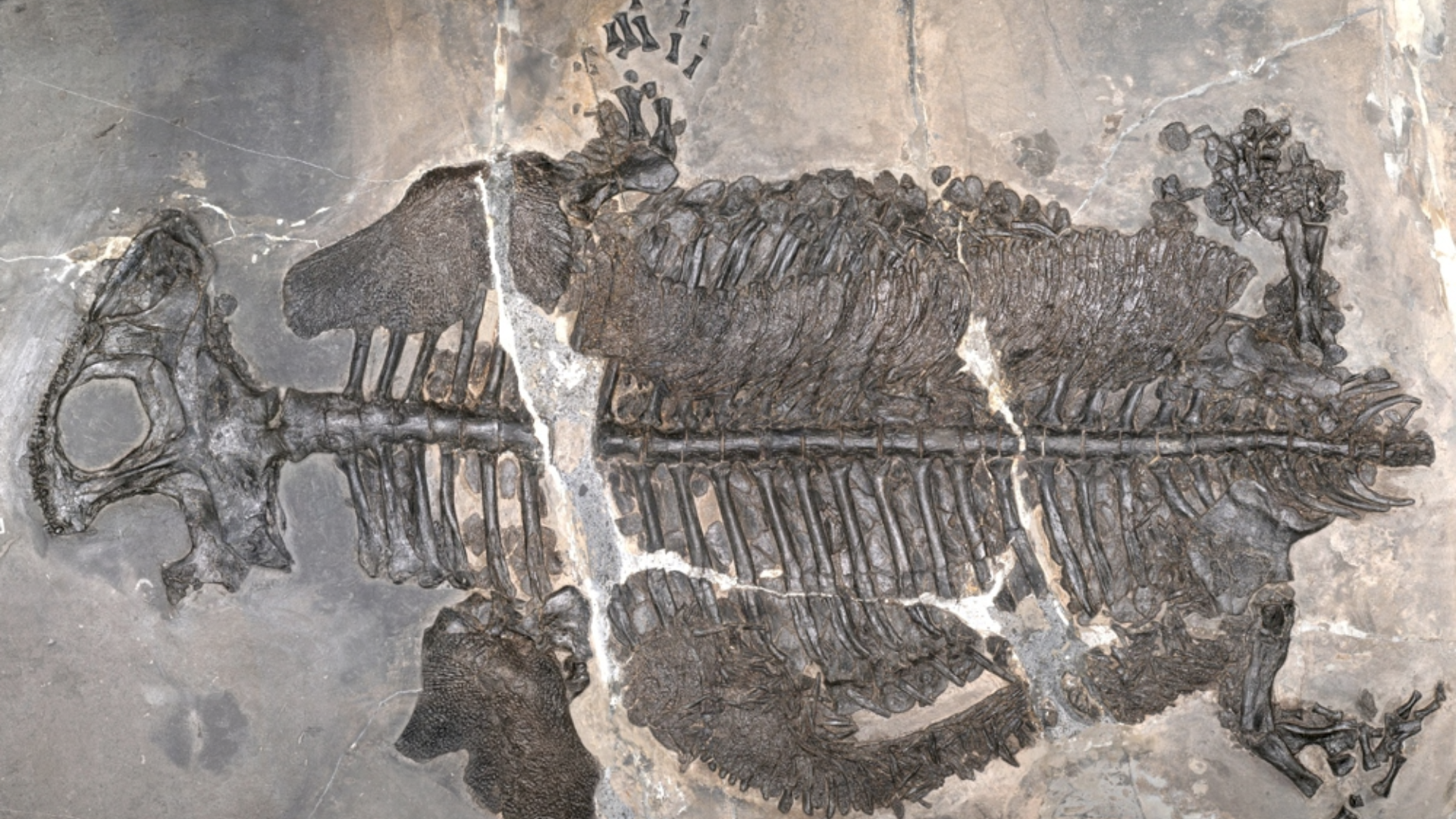 Pele do Gerrothorax maritimus era similar a uma armadura óssea que protegia a água do corpo de ser sugada pela água do mar • Ryosuke Motani