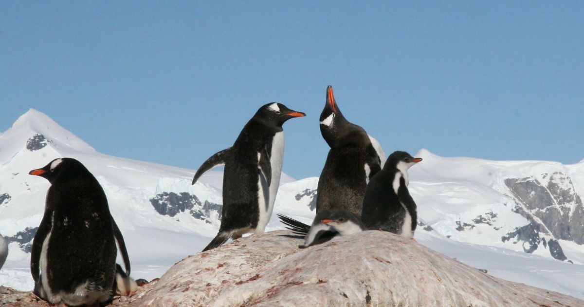 Fotografia de pinguins em diferentes locais do hemisfério sul