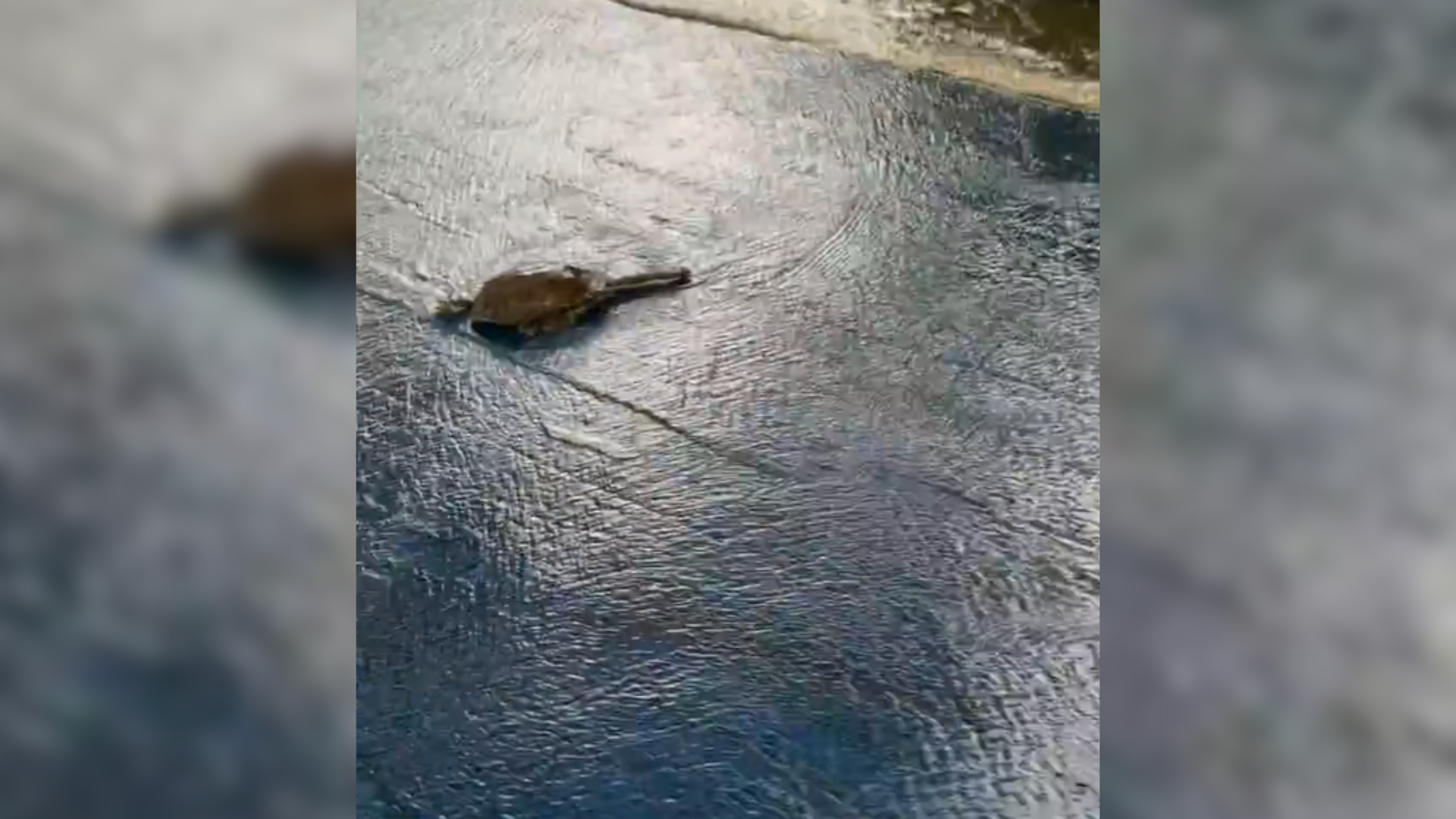 Em meio à correnteza intensa, tartaruga tenta andar após lago do Ibirapuera transbordar • Reprodução