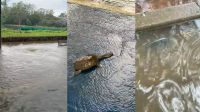 Lagos do Ibirapuera transbordam e peixes se espalham nas pistas de corrida
