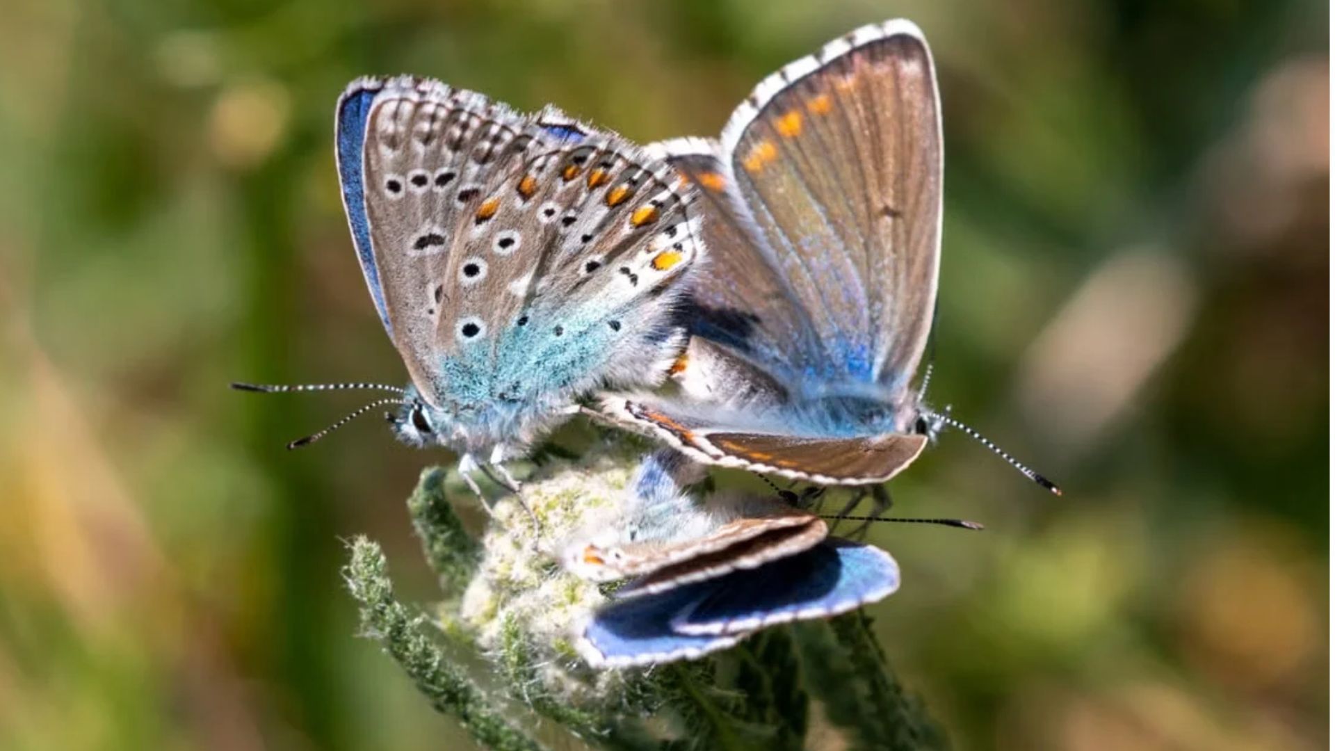 Duas borboletas sobre uma planta, com os padrões das asas visíveis em close-up