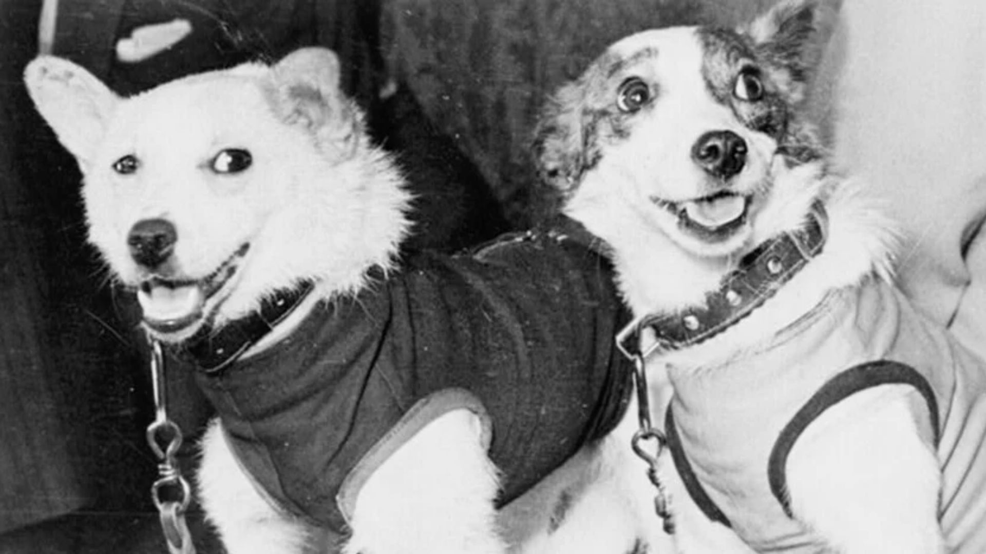 Belka e Strelka, cadelas soviéticas enviadas ao espaço em 1960