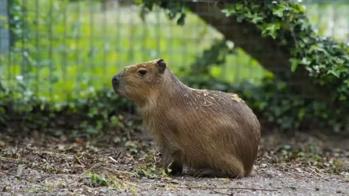 Menos De 24 Horas No Zoologico E Seis Meses Desaparecida Capivara Mobiliza Ate Drones Termicos