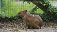 Menos de 24 horas no zoológico e seis meses desaparecida: capivara mobiliza até drones térmicos
