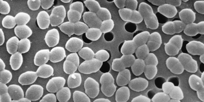 O tratamento com antibióticos, combinado com uma dieta rica em açúcar, exacerbou e prolongou a proliferação da bactéria Enterococcus faecium no intestino dos pacientes