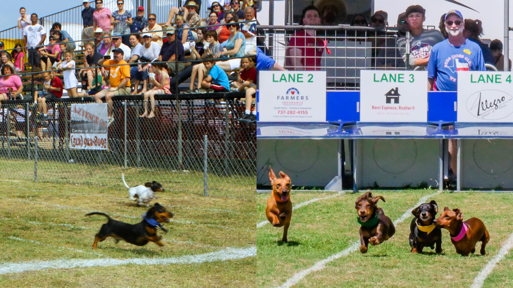 "Composição mostrando cachorros salsicha (dachshund) correndo na grama durante o Buda Country Fair e Wiener Dog Races em Buda, Texas, com público assistindo na arquibancada ao fundo."