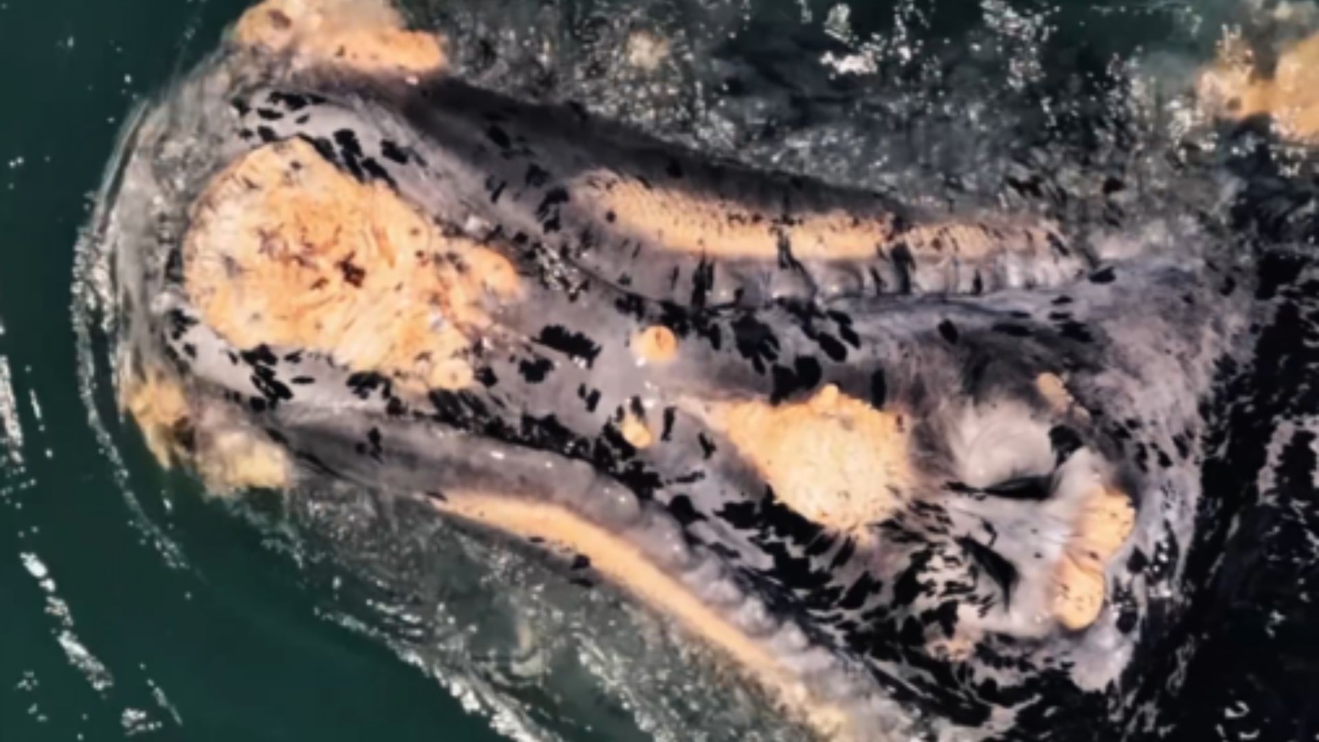 Registro feito por drone em Garopaba exibe filhote de baleia-franca com semi-albinismo, condição rara que altera a pigmentação da pele do animal