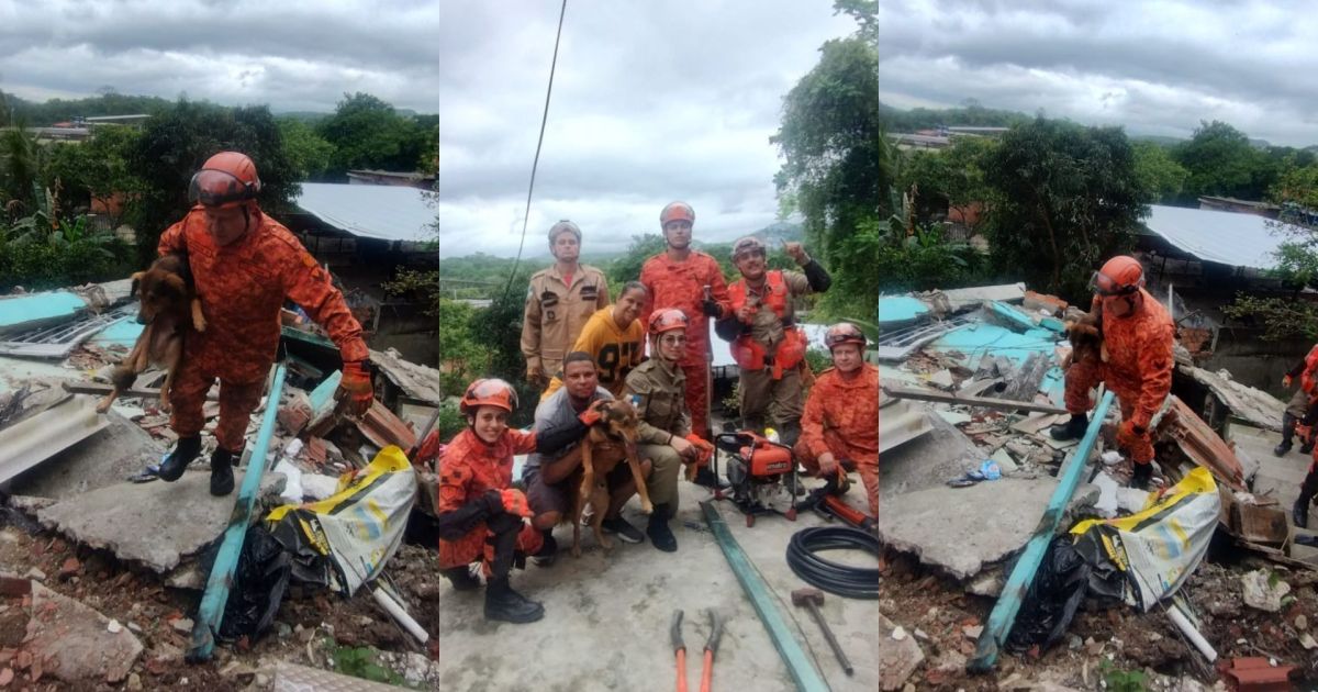 Bombeiros resgatam cachorro preso há cinco dias em escombros em Niterói