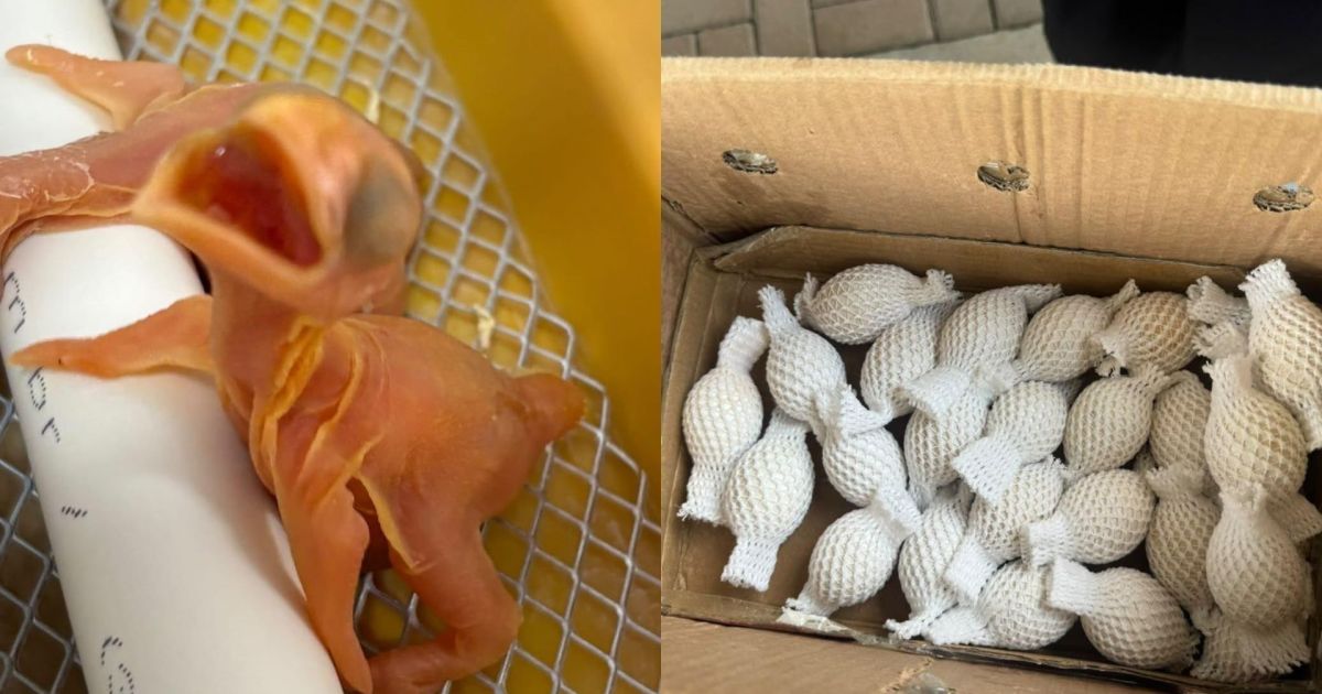 Eight native bird chicks hatch from eggs seized in Paraná