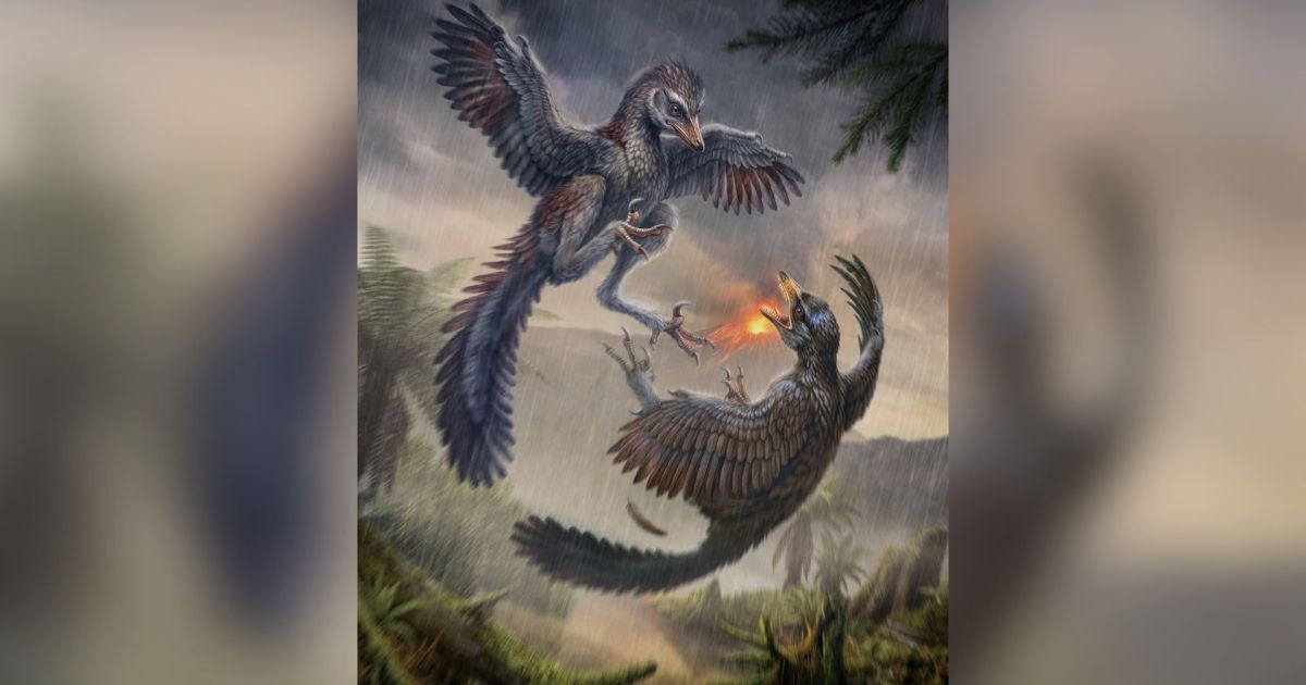 Fóssil de ave do Jurássico com características terrestres