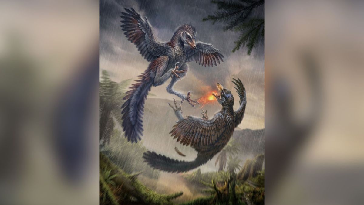 Fóssil encontrado em ilha ajuda pesquisadores a compreender grupo de enigmáticos dinossauros carnívoros
