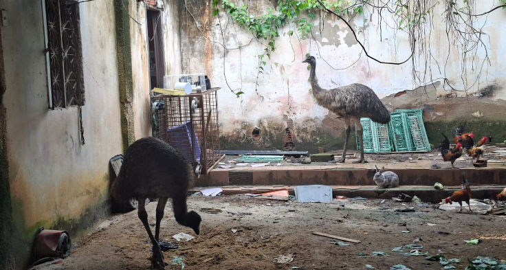 Local onde os dois emus australianos foram encontrados pela Polícia Civil, em Campo Grande, na Zona Oeste do Rio.