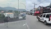 Emu corre entre carros e quase é atropelado no Rio; veja vídeo