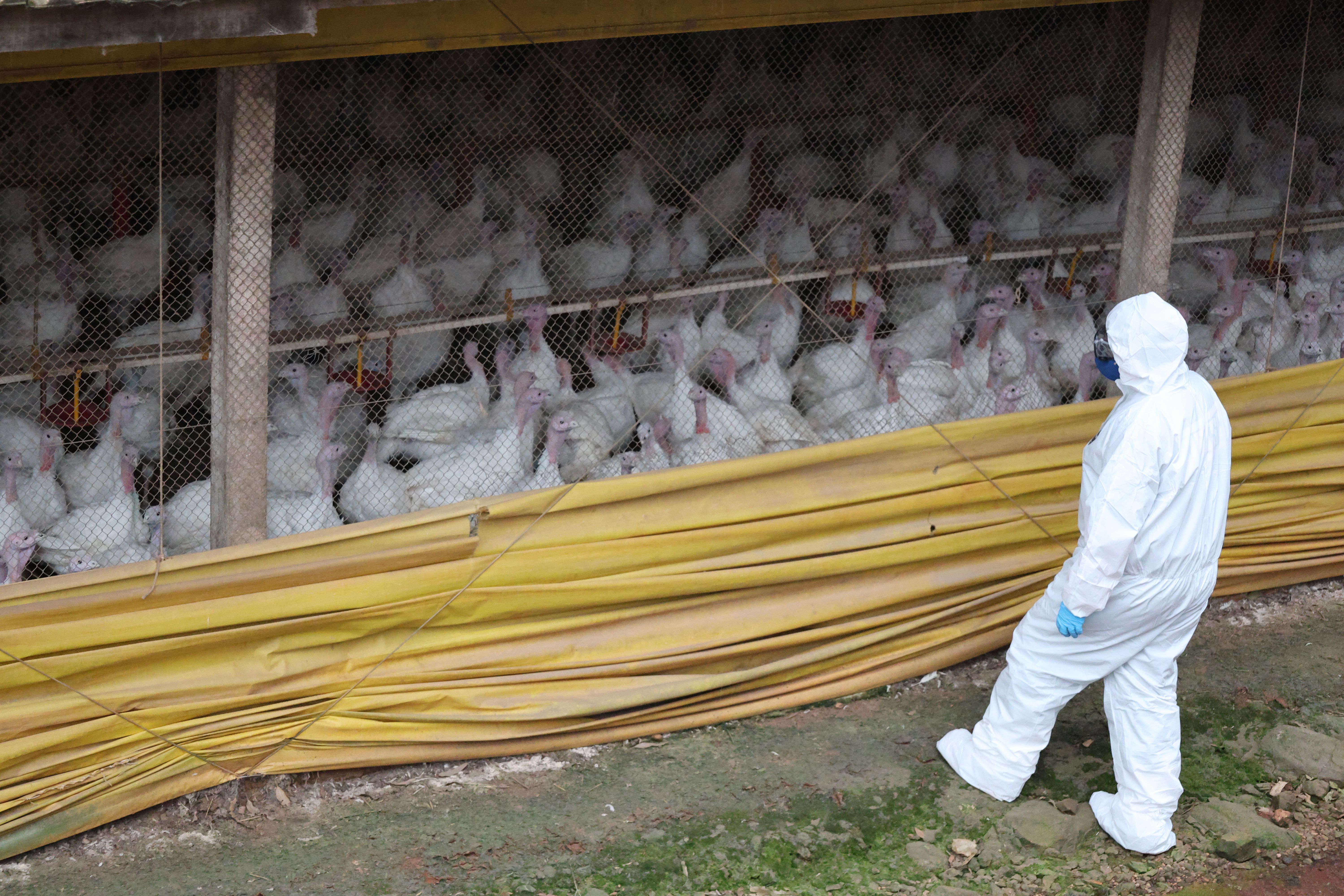 Equipe técnica da Cidasc segue monitorando granjas da região. Aves são testadas e produtores orientados a aumentar biosegurança, inclusive contra presença de pombos