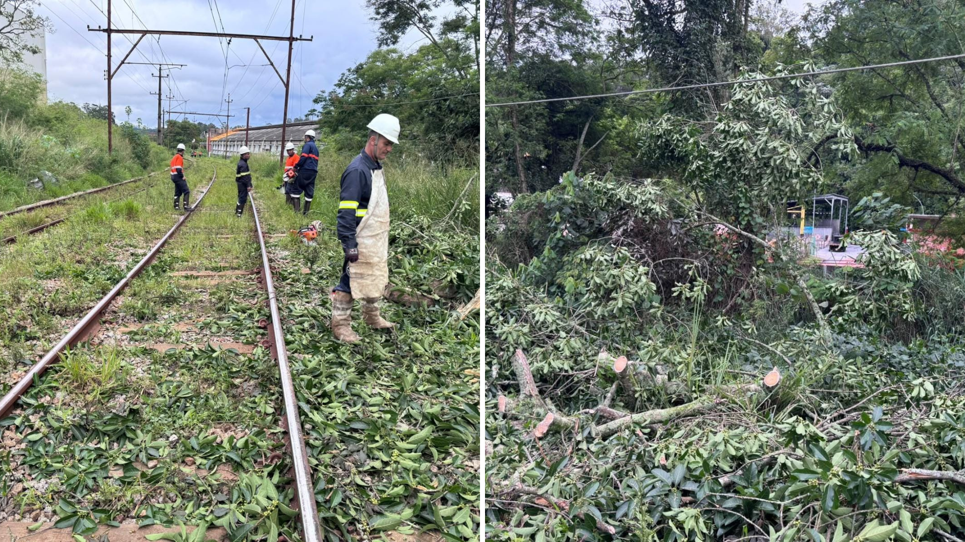 A queda da árvore ocorreu entre as estações Botujuru e Campo Limpo Paulista.