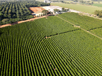 Segundo maior produtor de café do Brasil avança em recuperação judicial