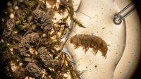 Cientistas intrigados? Um animal de menos de 1 milímetro sobreviveu exposto ao vácuo do espaço por 10 dias e voltou à vida depois de ser reidratado