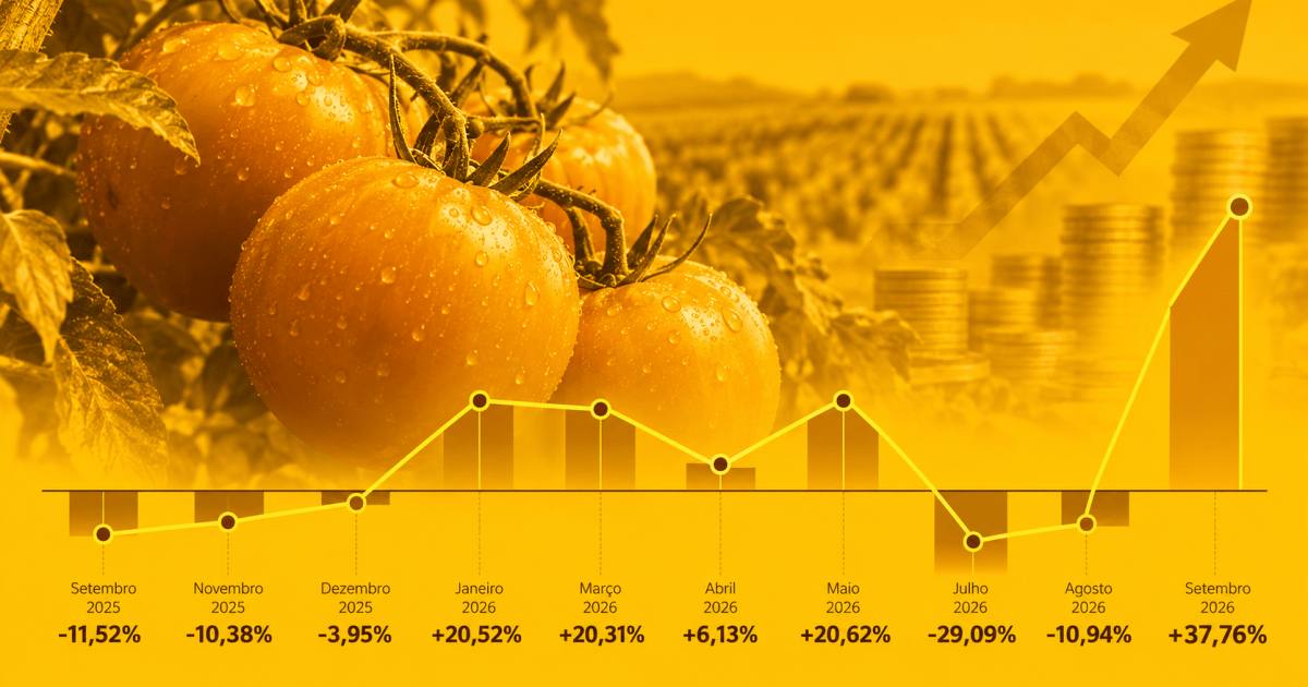 Tomate em uma feira com preços variados ao fundo