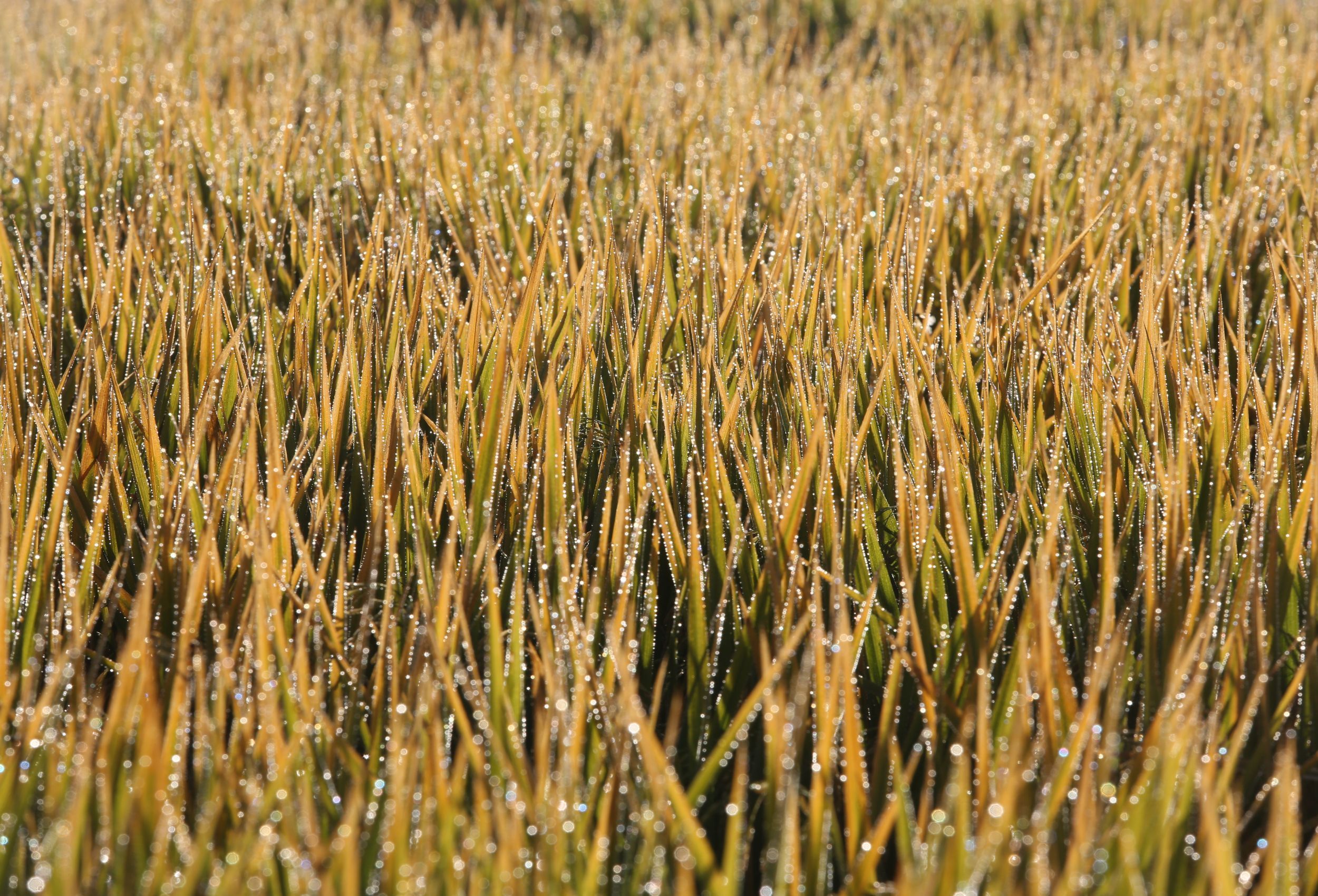Exportações de arroz foram retomadas no Rio Grande do Sul