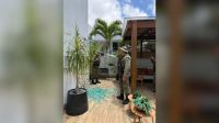 Morre macaco-prego que invadiu casas na BA; tutor suspeita de envenenamento